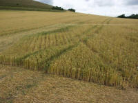 Cley Hill, Wiltshire crop circle, aerial photo 63